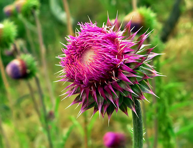 thistle